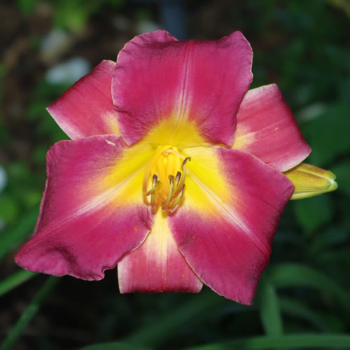 Hemerocallis Rozavel